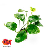 Anubias Barteri 'Wrinkle Leaf'